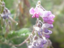 Lessertia perennans raceme of old and new hanging flowers